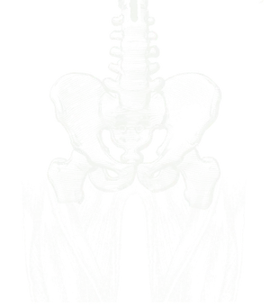 Chalk drawing of the lower spine, the pelvis and the thigh muscles, seen from the front.
