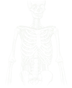 Chalk drawing of a skeleton from the skull to the hips, seen from the front.